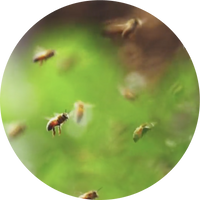 Honey Bees