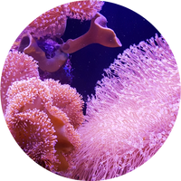 Coral